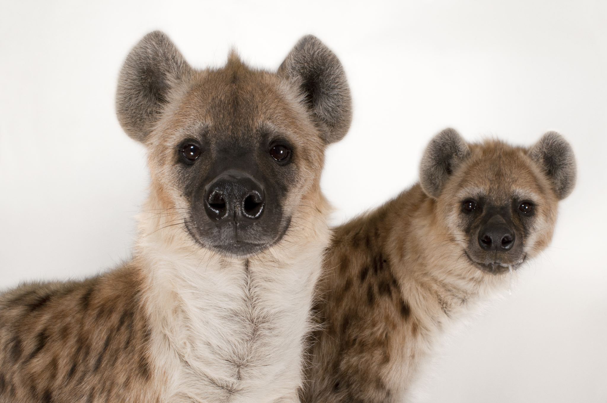 Hyena Pics, Animal Collection