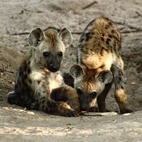 Images of Hyena | 200x200