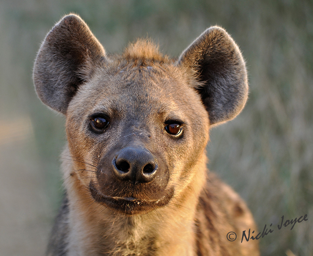 Hyena #1