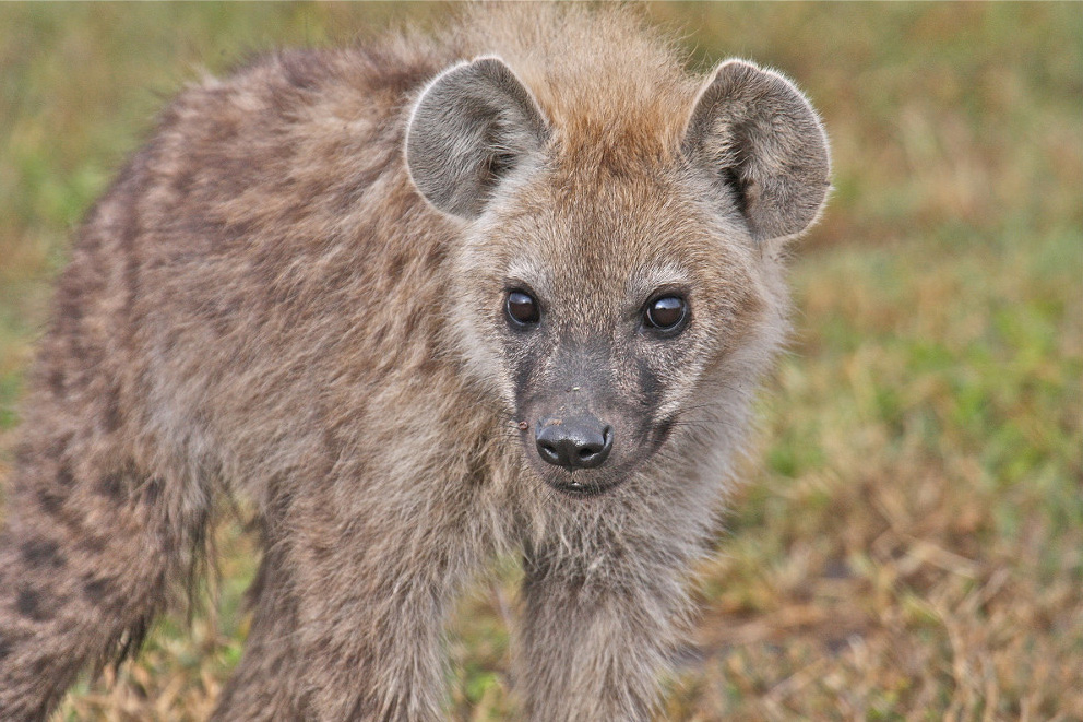 Hyena High Quality Background on Wallpapers Vista