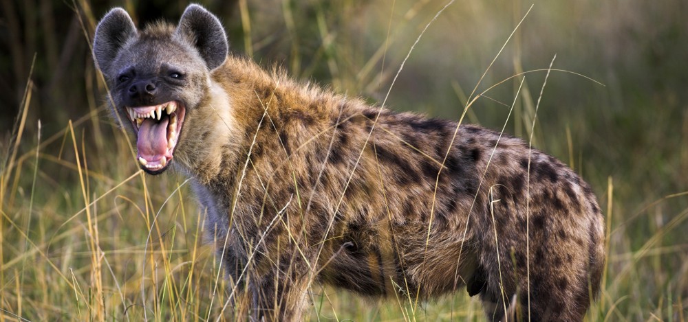 Hyena High Quality Background on Wallpapers Vista