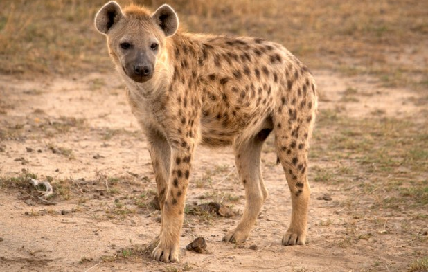 Hyena #11