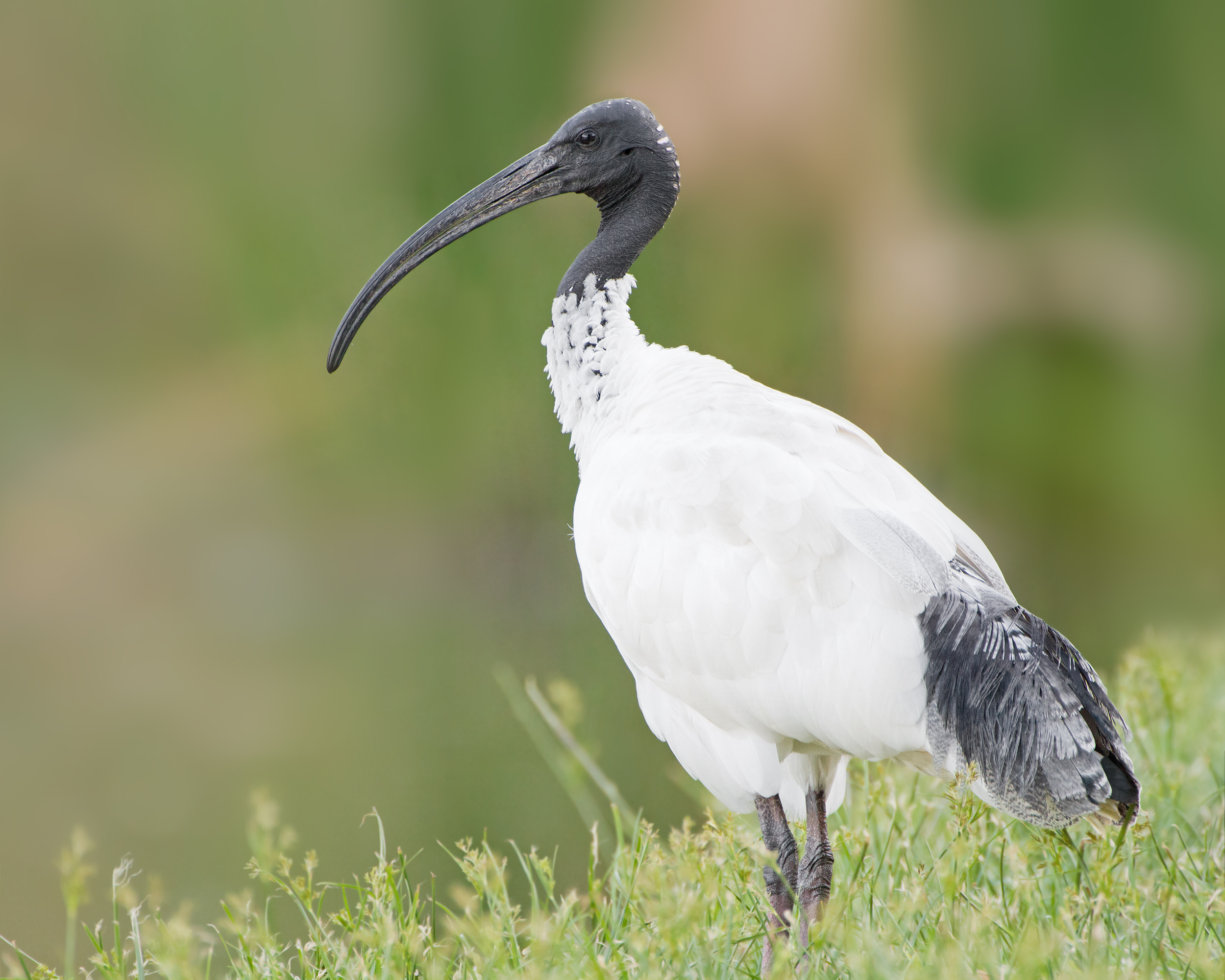 HD Quality Wallpaper | Collection: Animal, 2500x2000 Ibis