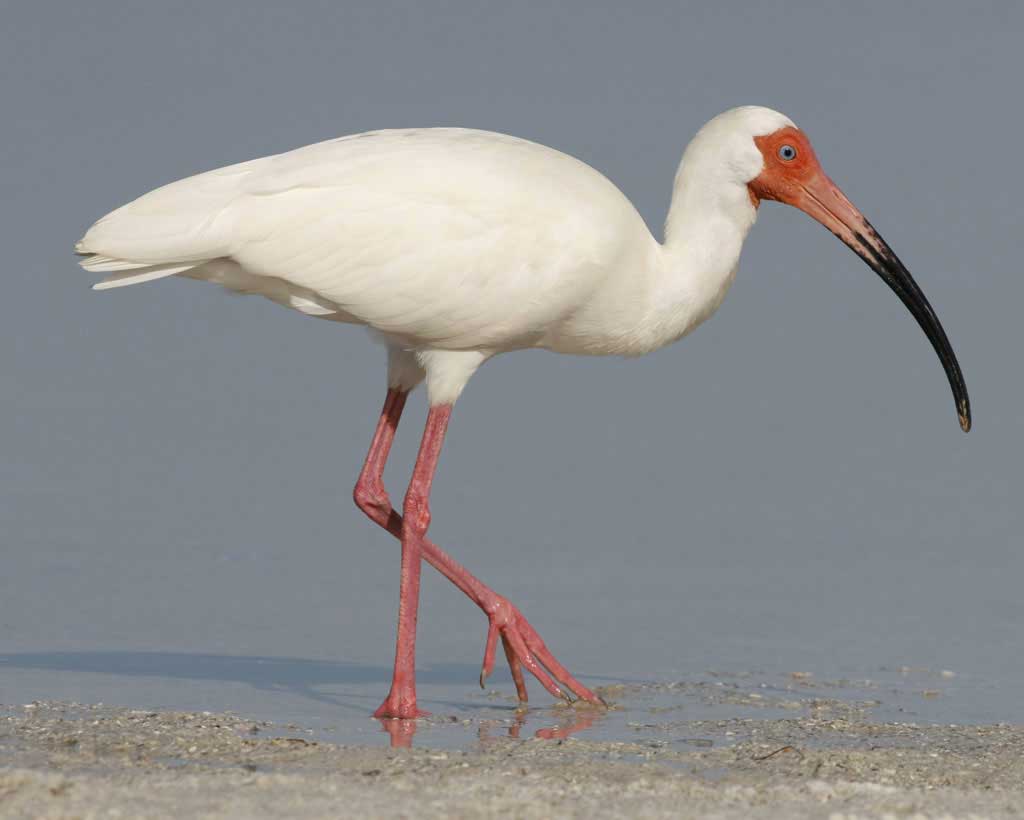 Images of Ibis | 1024x820