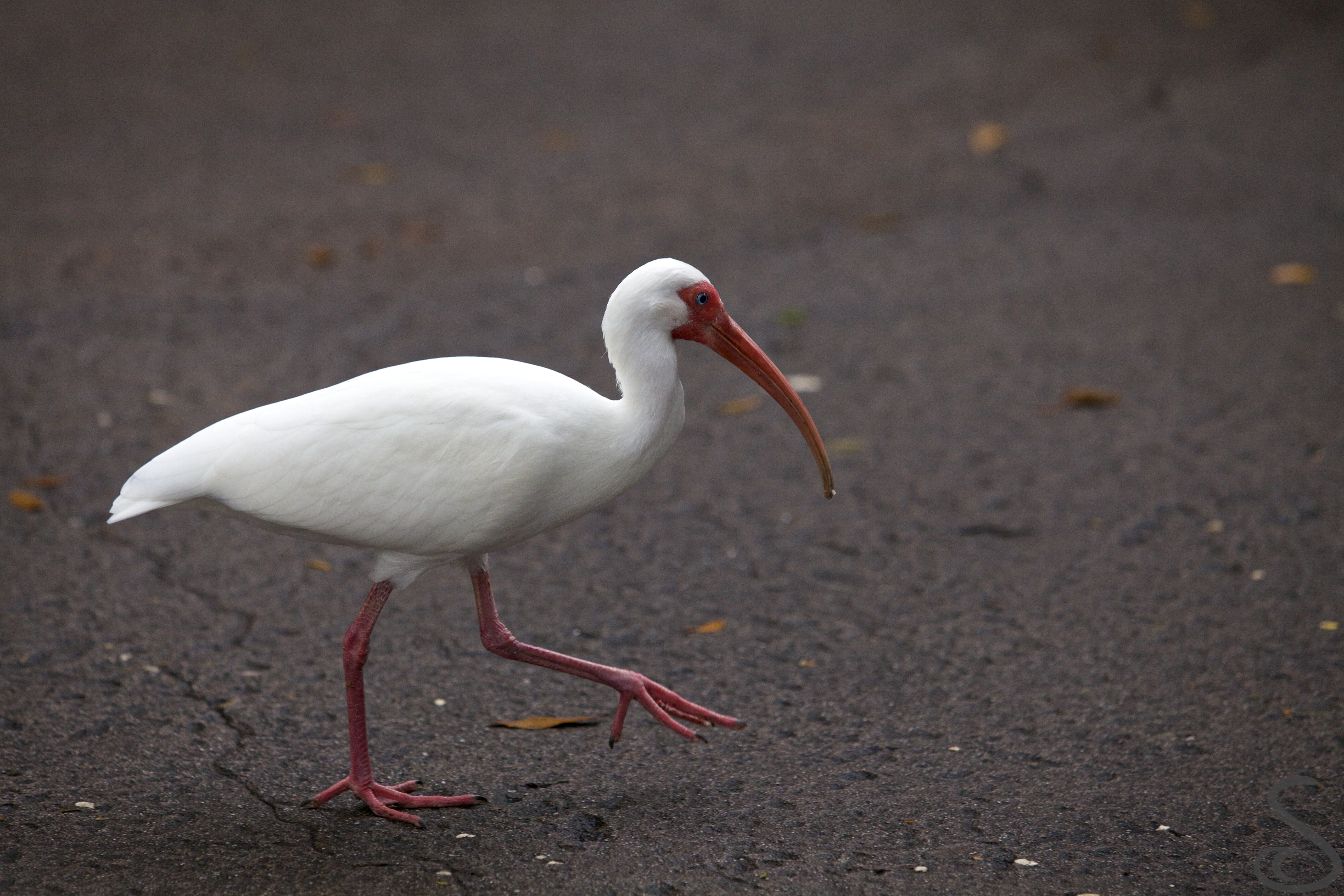 Amazing Ibis Pictures & Backgrounds