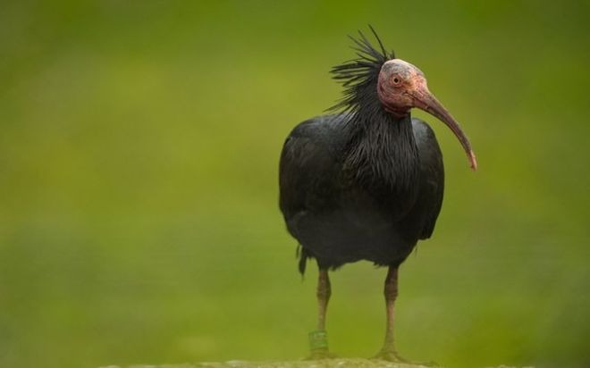 Amazing Ibis Pictures & Backgrounds