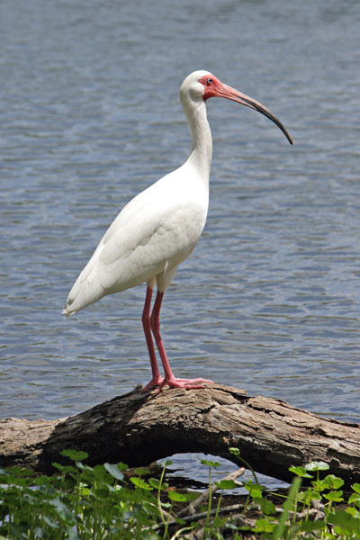 Ibis High Quality Background on Wallpapers Vista