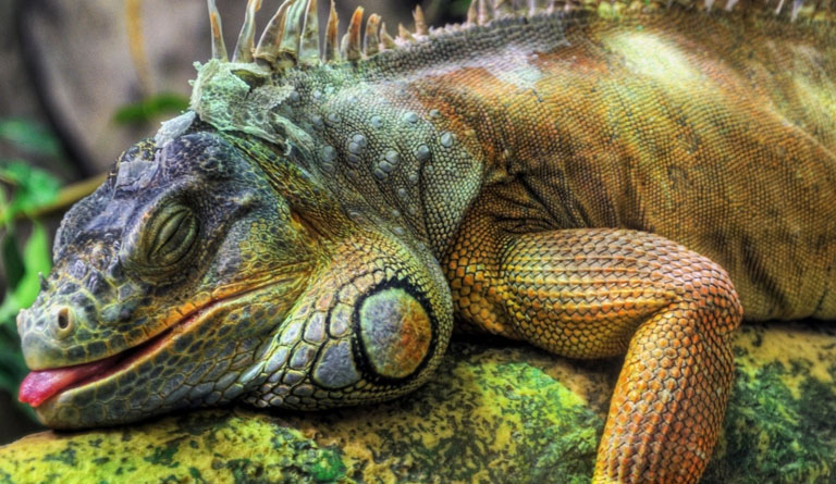Nice Images Collection: Iguana Desktop Wallpapers