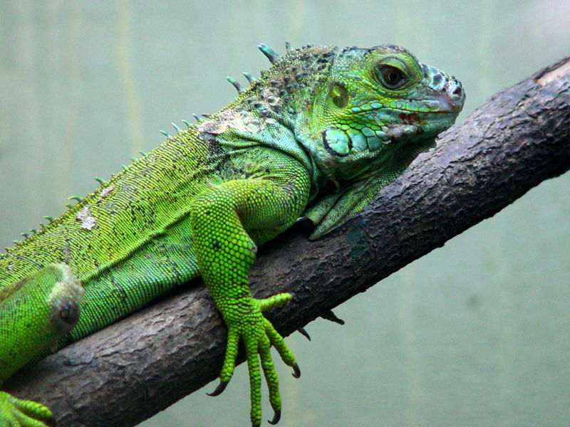 Iguana Pics, Animal Collection