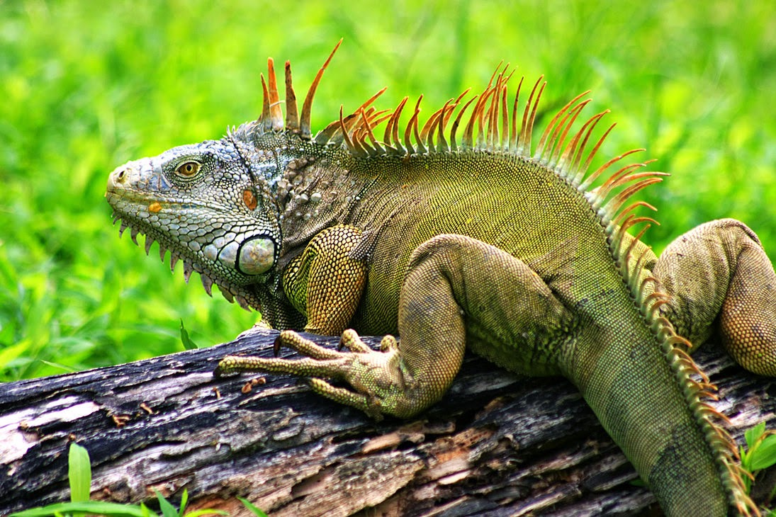 Iguana #15