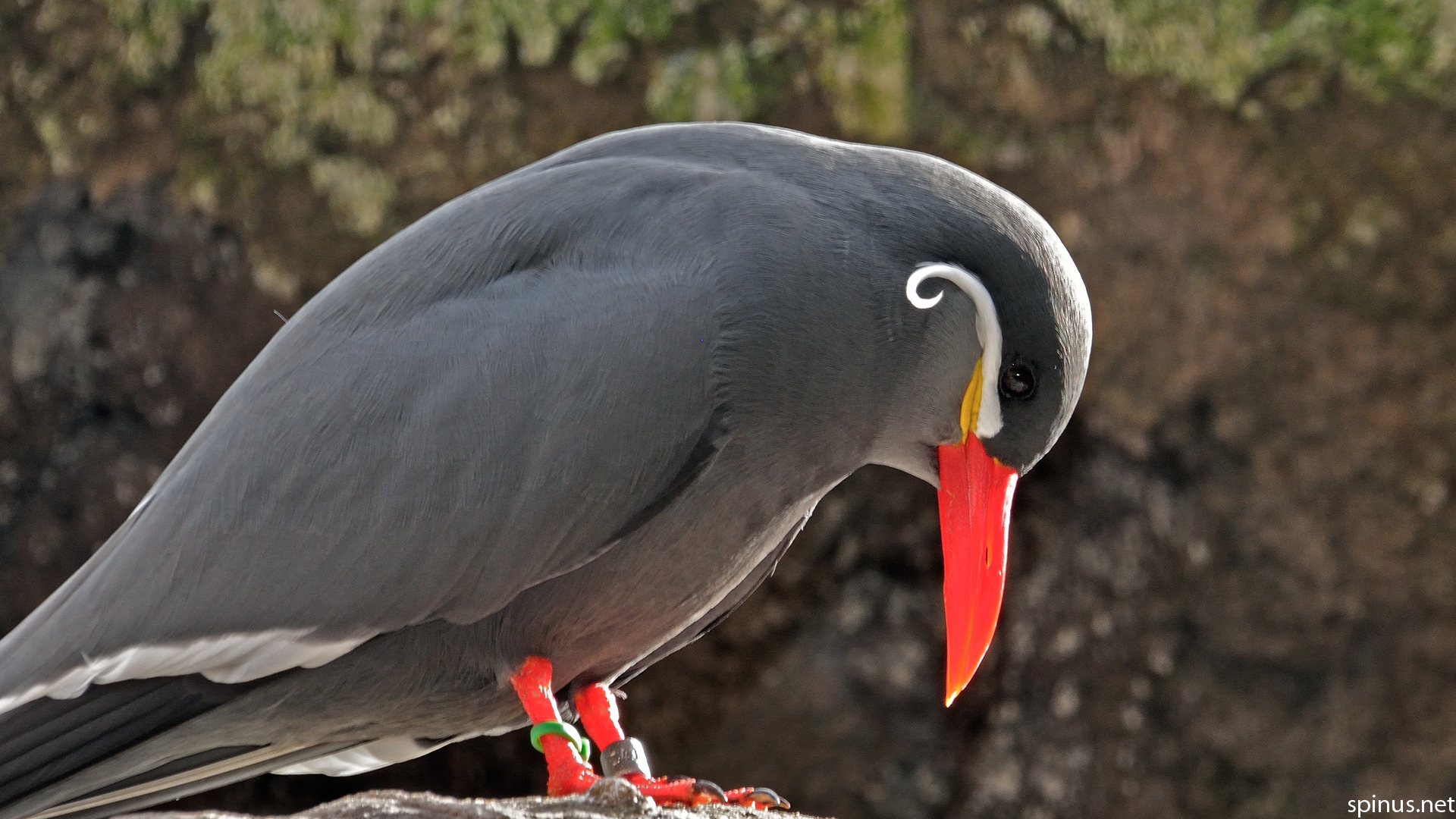 Inca Tern High Quality Background on Wallpapers Vista
