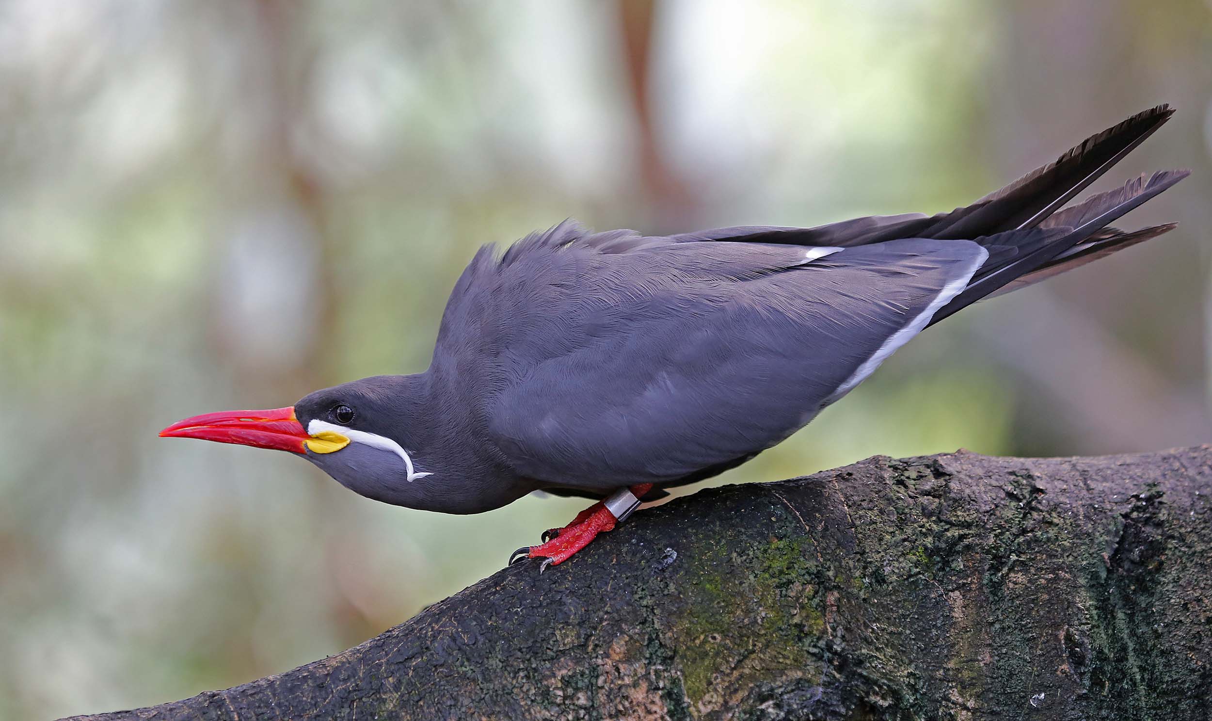 Inca Tern Pics, Animal Collection