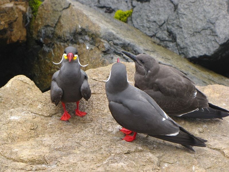 Inca Tern High Quality Background on Wallpapers Vista