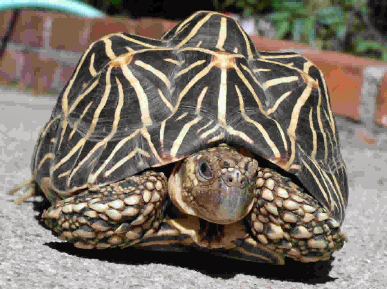 Indian Star Tortoise Backgrounds on Wallpapers Vista
