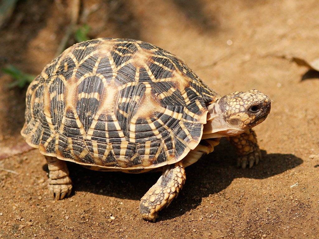 Nice Images Collection: Indian Star Tortoise Desktop Wallpapers