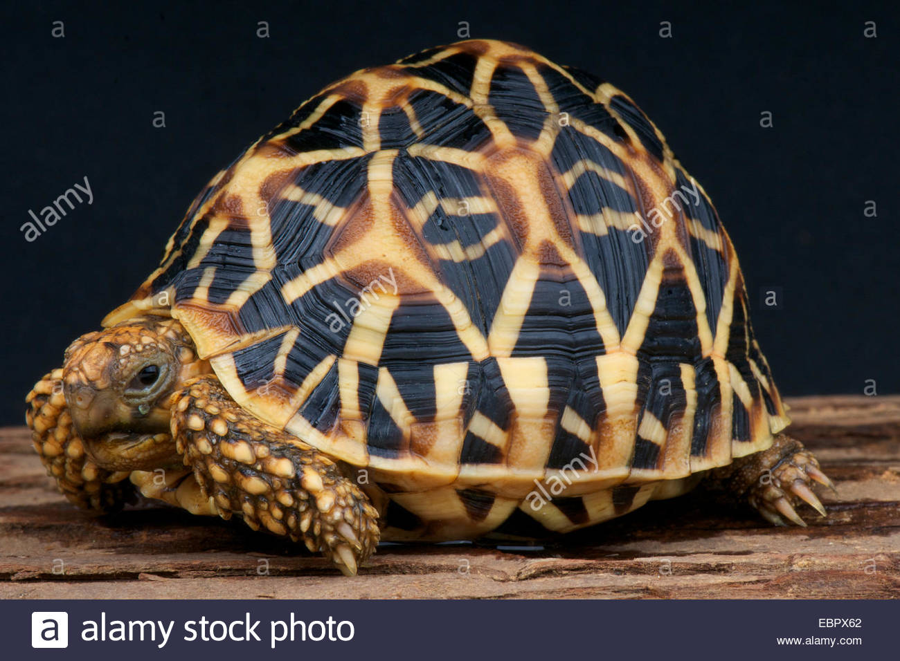Indian Star Tortoise Pics, Animal Collection
