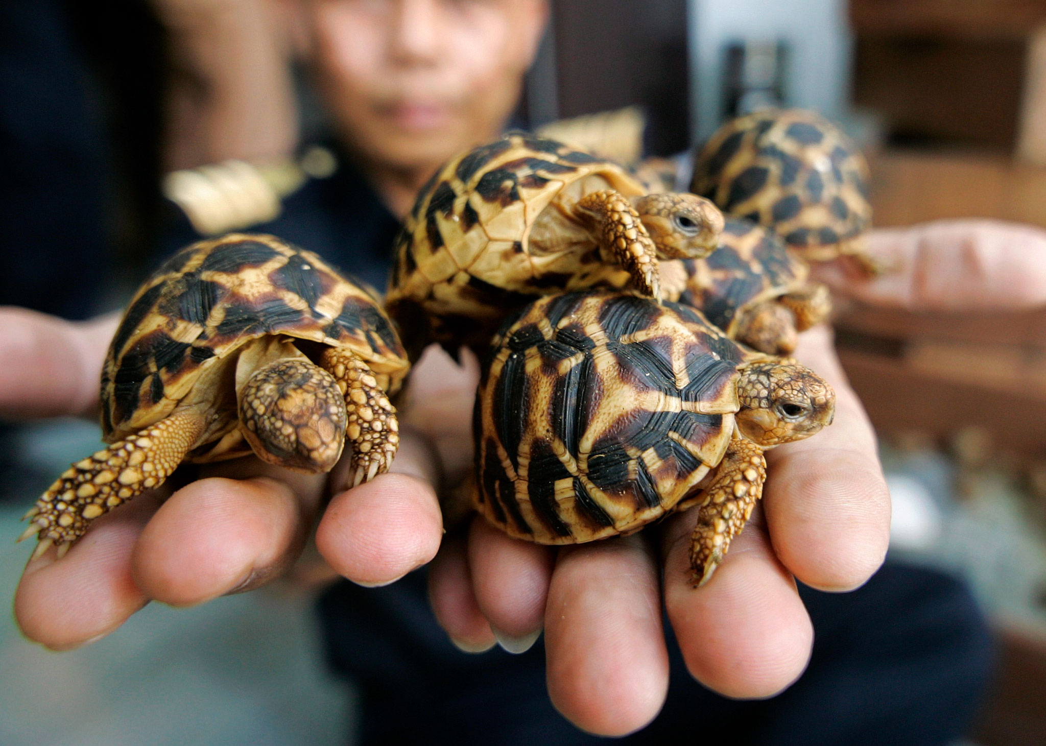 Indian Star Tortoise #7 