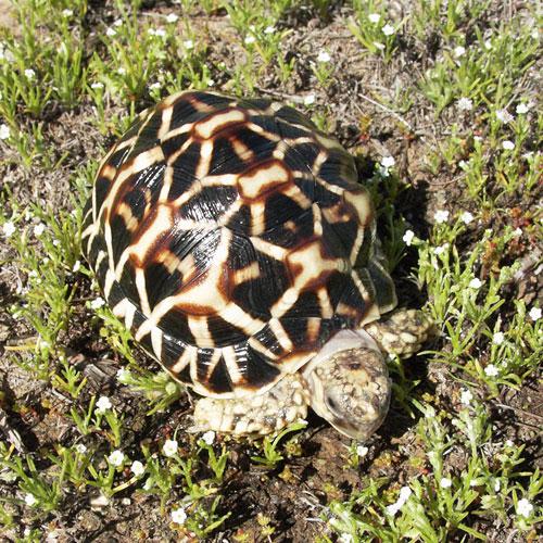 Amazing Indian Star Tortoise Pictures & Backgrounds