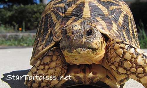500x301 > Indian Star Tortoise Wallpapers