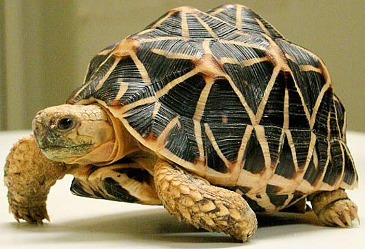 Indian Star Tortoise Pics, Animal Collection