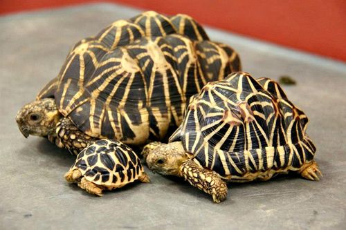 Nice wallpapers Indian Star Tortoise 500x333px