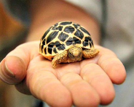 Images of Indian Star Tortoise | 450x358