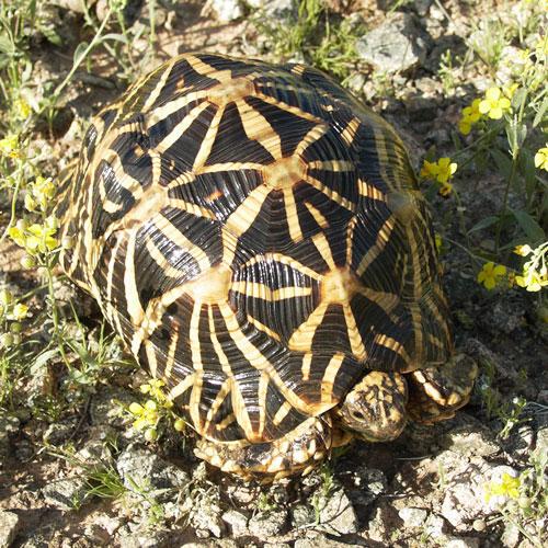 Indian Star Tortoise Backgrounds on Wallpapers Vista