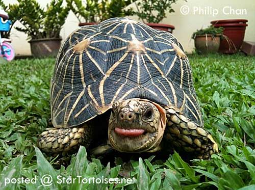 Images of Indian Star Tortoise | 500x373