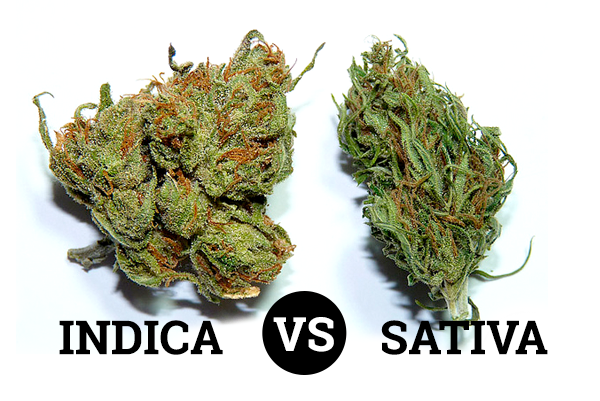 600x401 > Indica Wallpapers