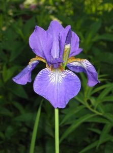 Iris Pics, Earth Collection