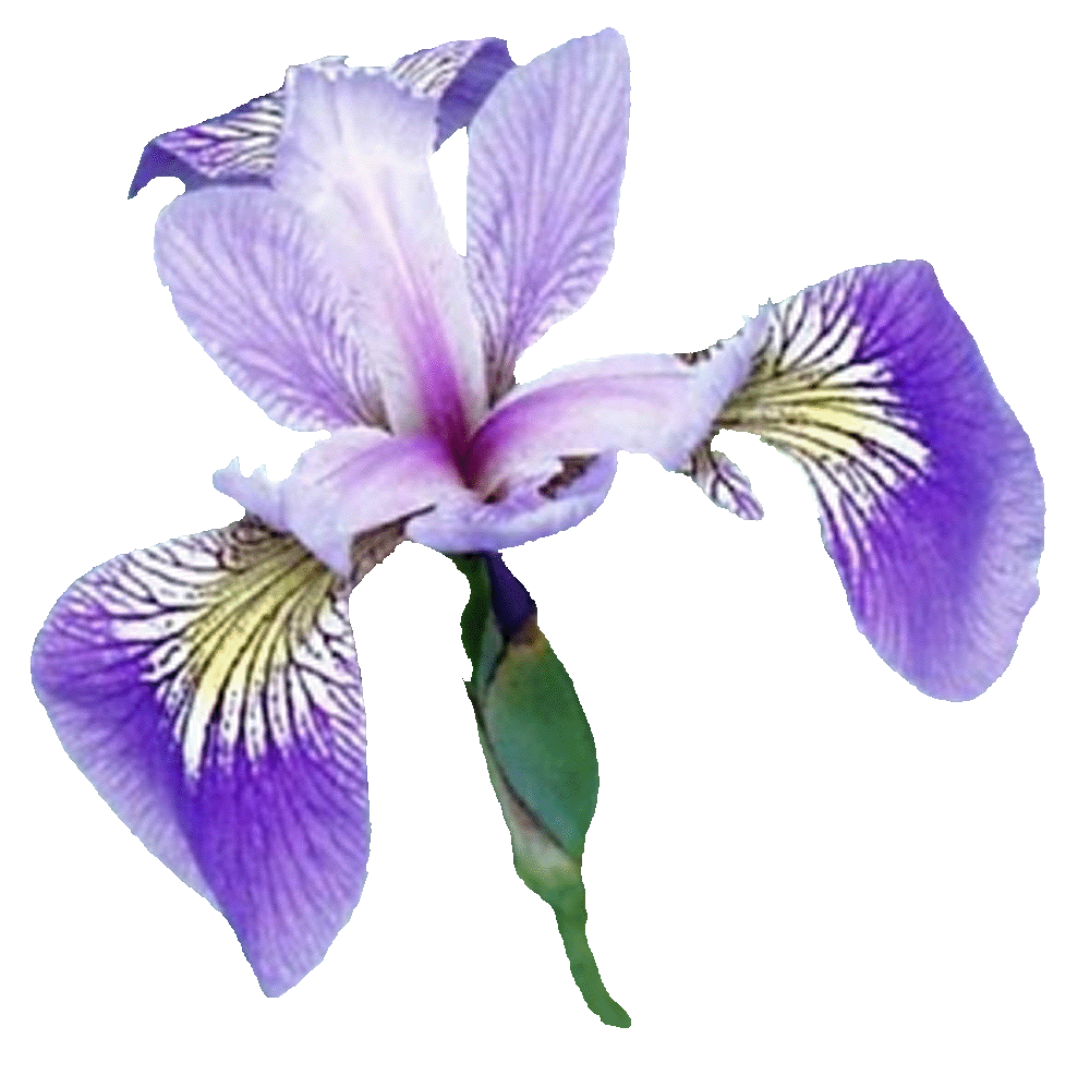 Iris Pics, Earth Collection