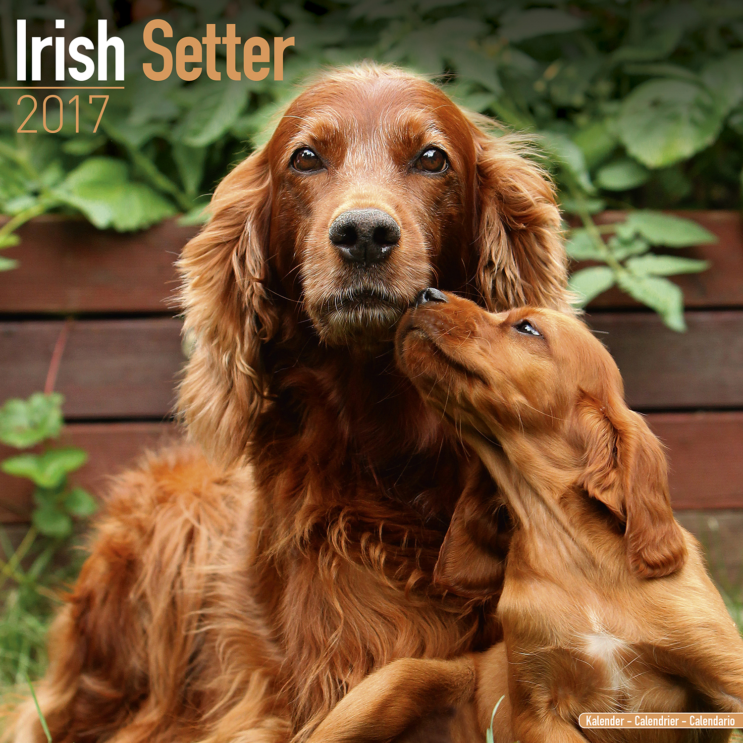 Irish Setter HD wallpapers, Desktop wallpaper - most viewed