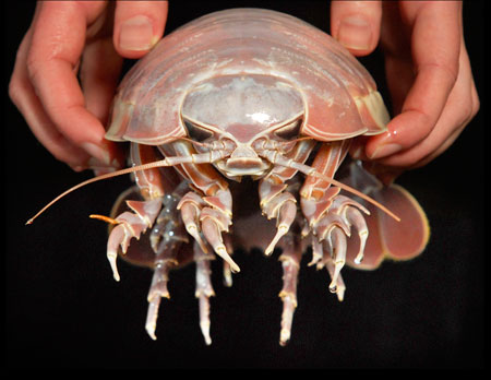 HD Quality Wallpaper | Collection: Animal, 450x348 Isopod