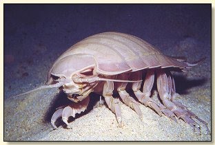Amazing Isopod Pictures & Backgrounds