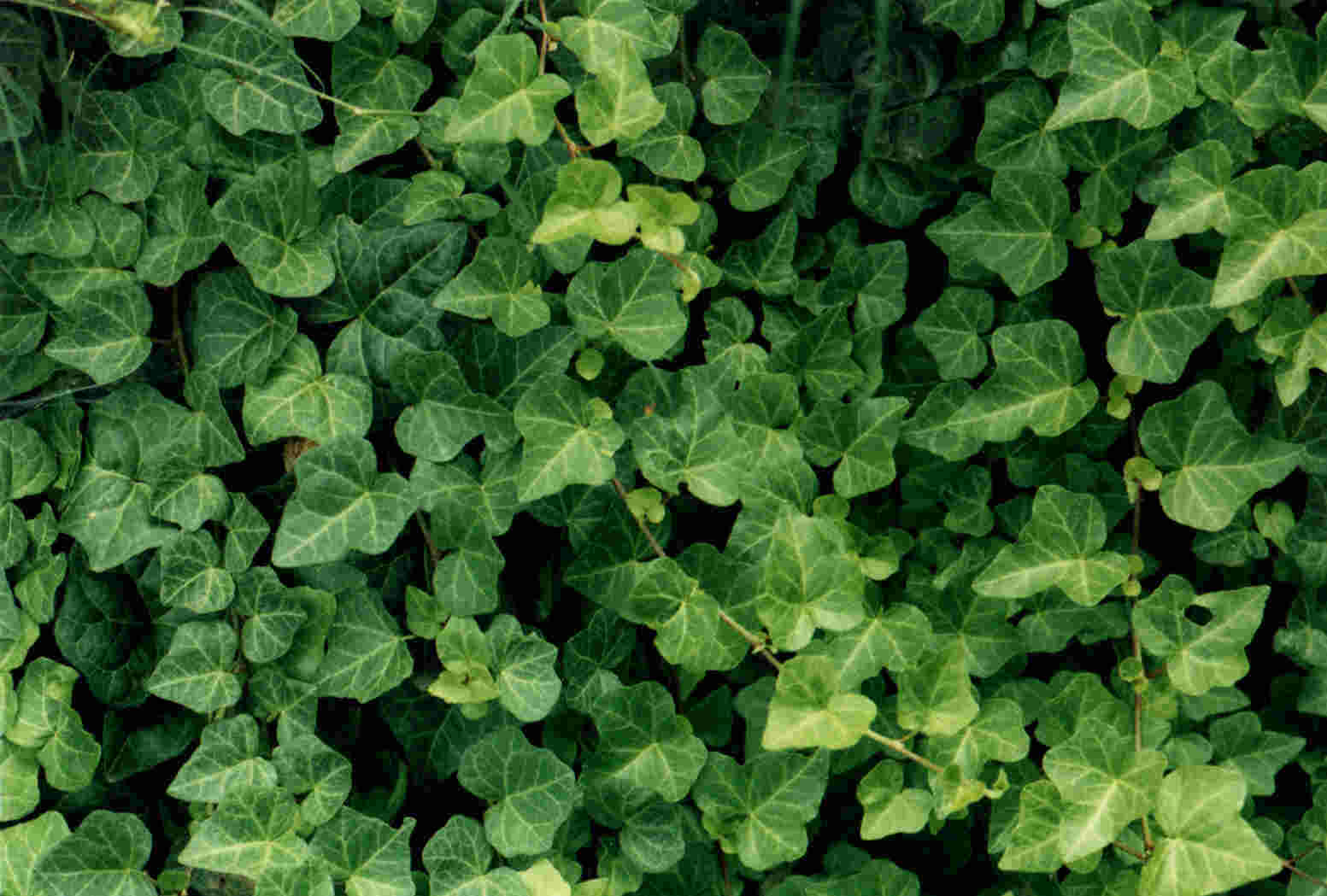 Ivy Backgrounds on Wallpapers Vista