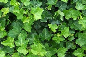 Nice Images Collection: Ivy Desktop Wallpapers