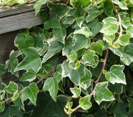Images of Ivy | 452x399