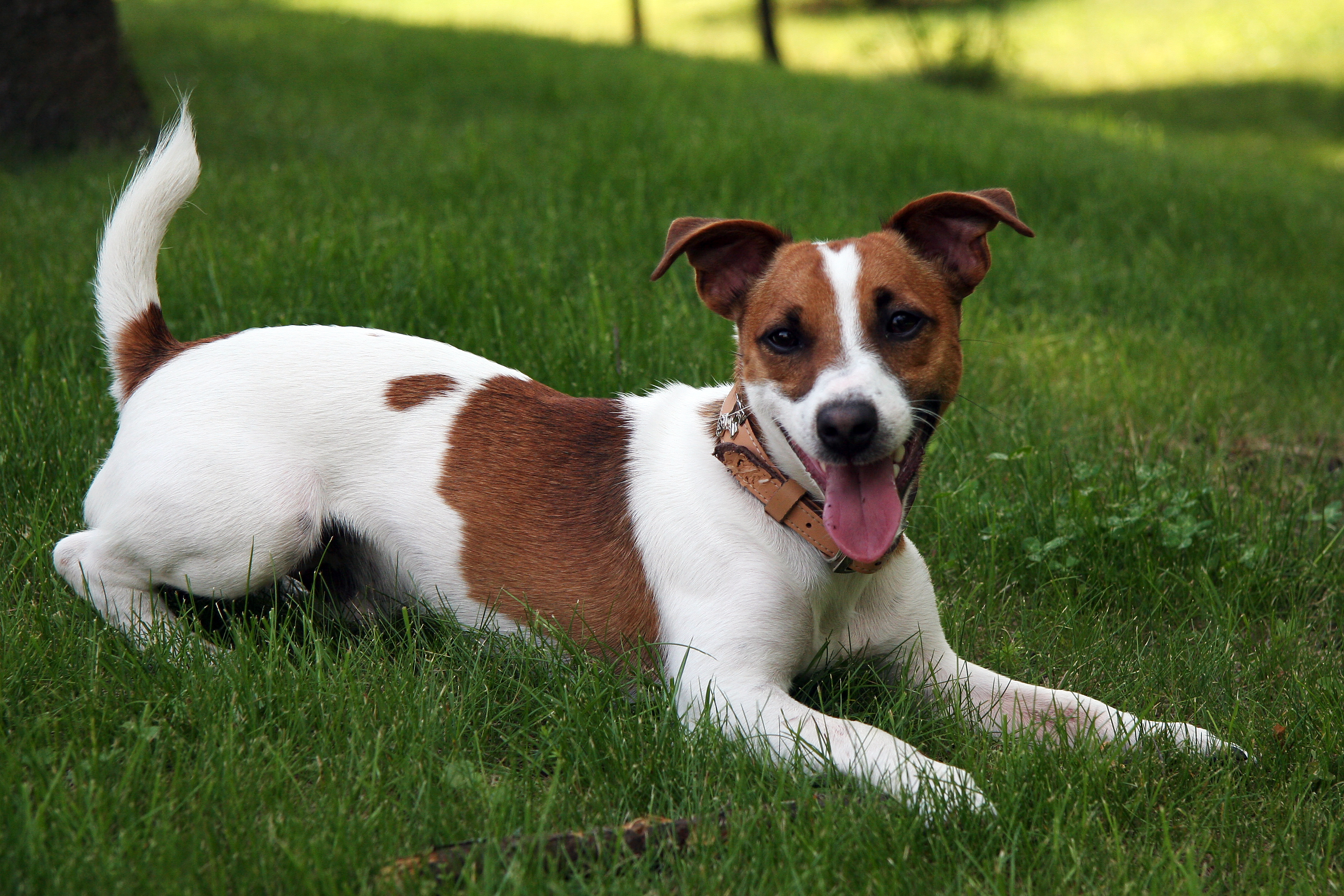 Jack Russell Terrier High Quality Background on Wallpapers Vista
