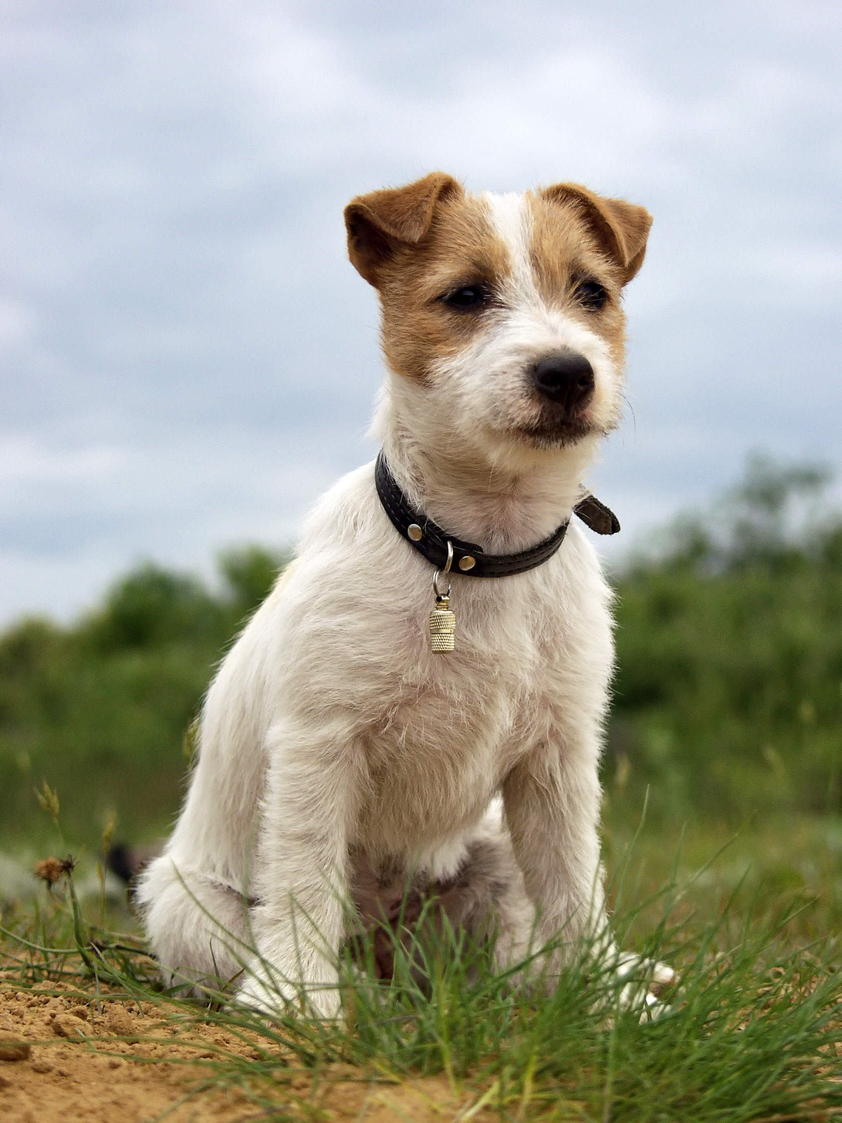 HD Quality Wallpaper | Collection: Animal, 1680x2240 Jack Russell Terrier