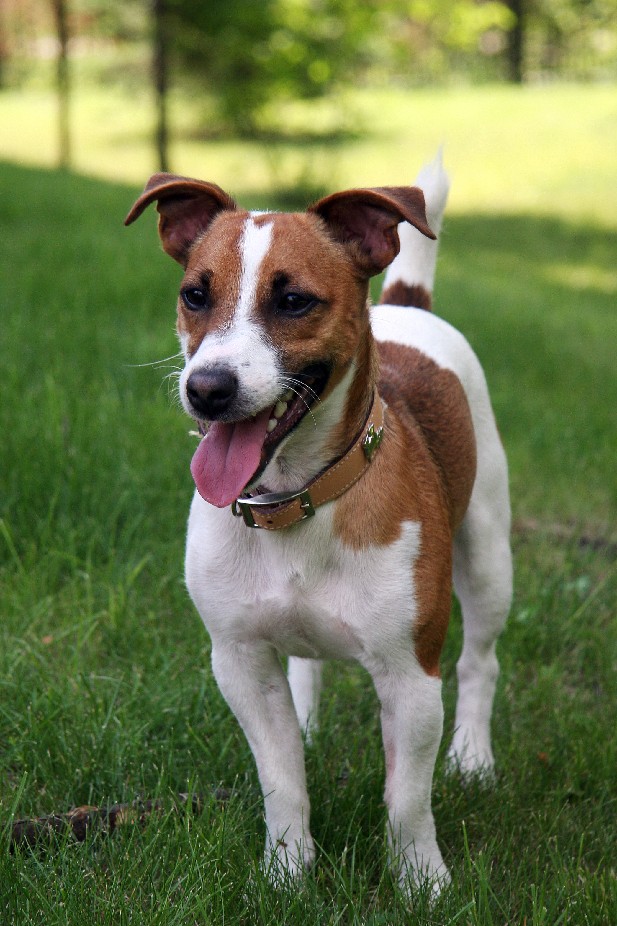 Jack Russell Terrier Pics, Animal Collection