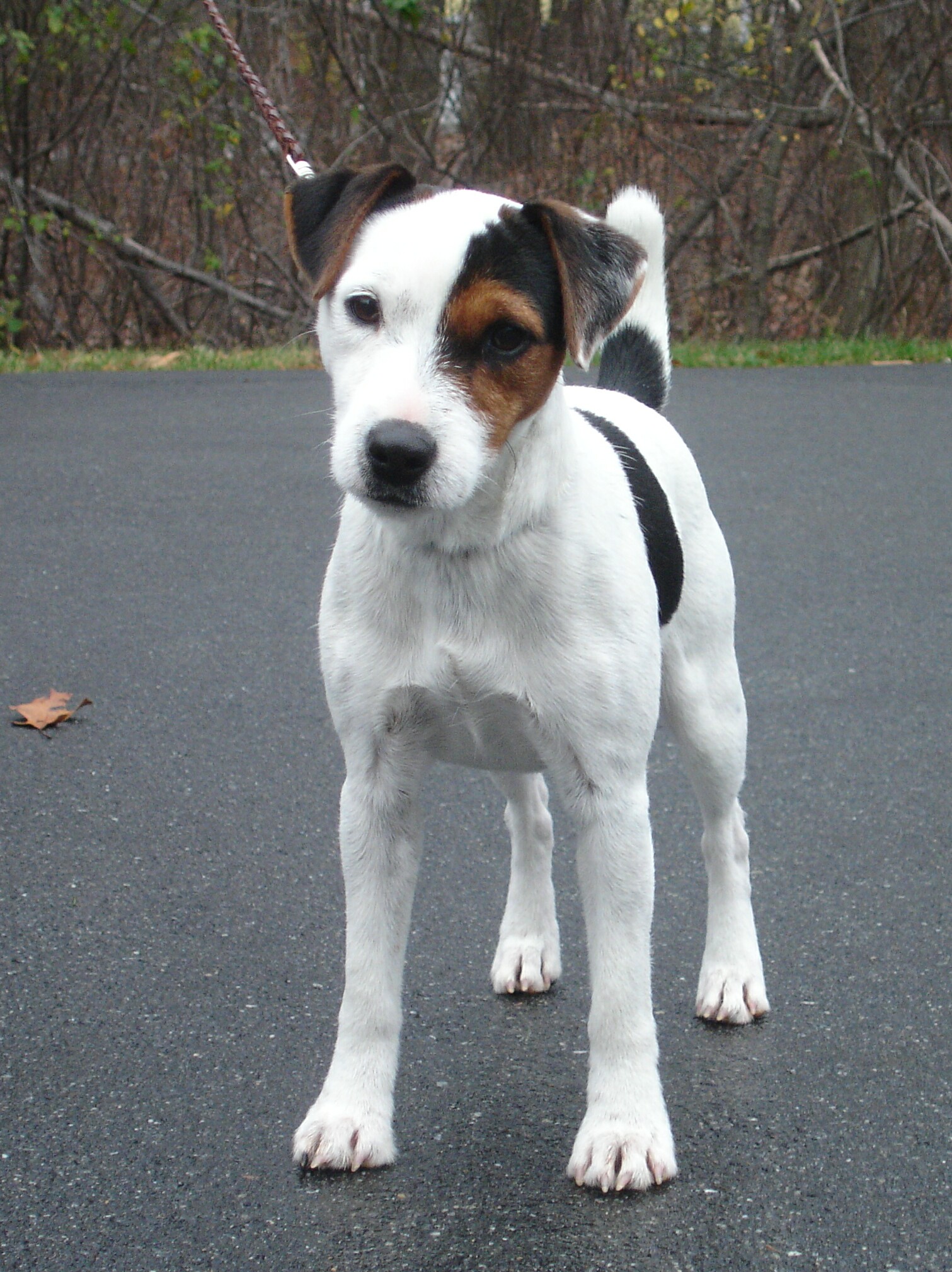 Jack Russell Terrier #5