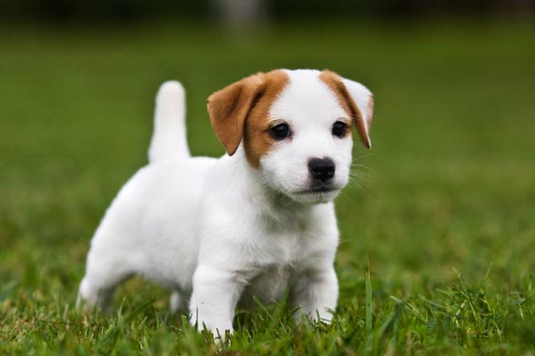 Amazing Jack Russell Terrier Pictures & Backgrounds