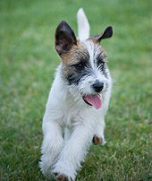 Nice Images Collection: Jack Russell Terrier Desktop Wallpapers