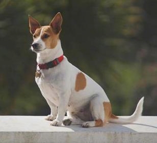 Nice wallpapers Jack Russell Terrier 308x281px