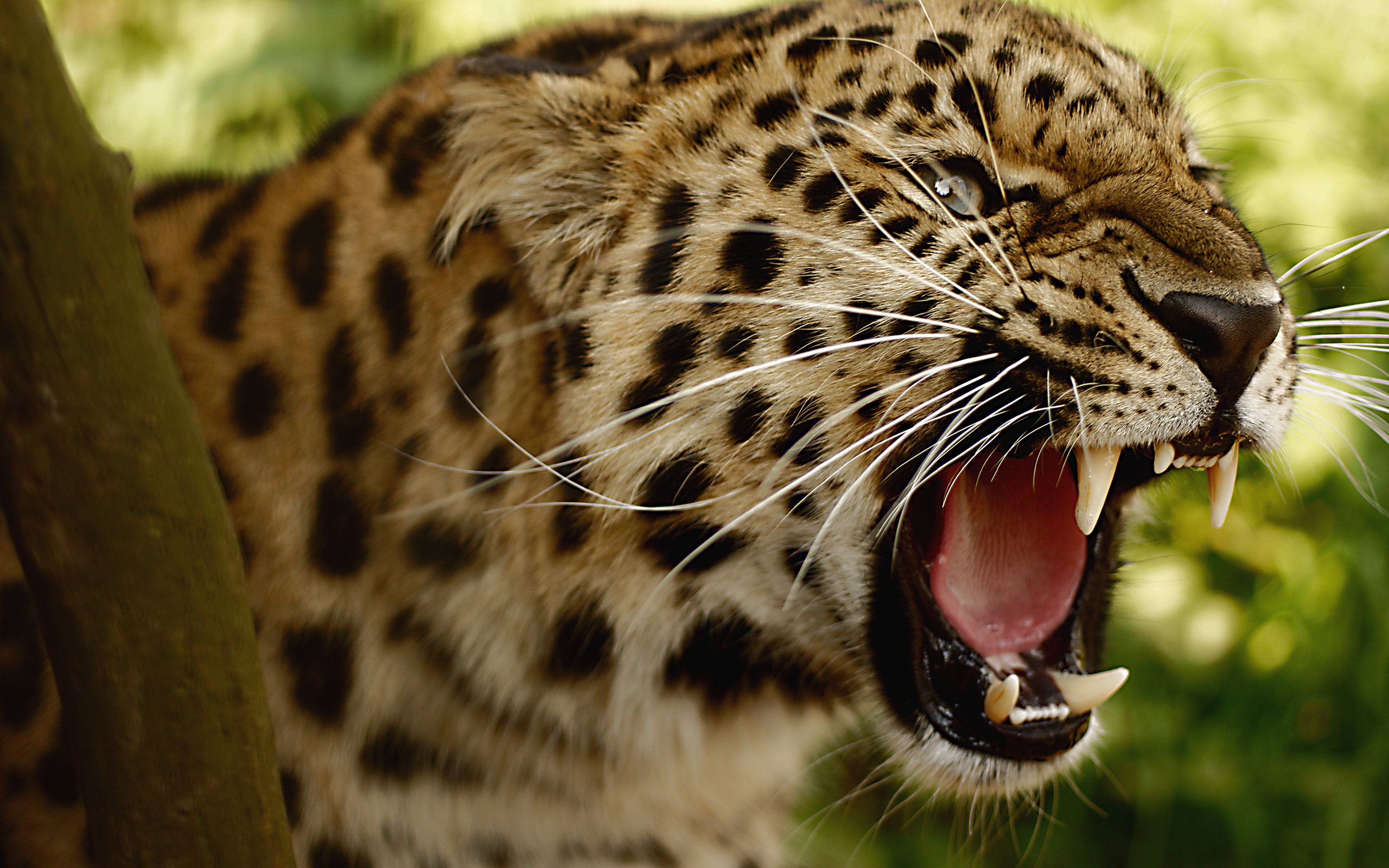 Jaguar Pics, Animal Collection