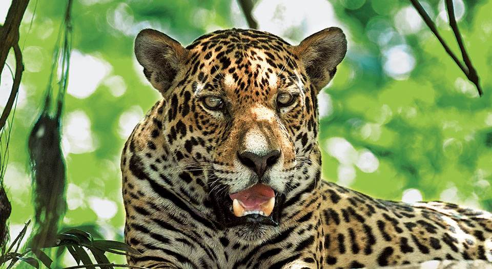 Jaguar #8