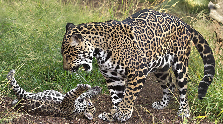 Jaguar Pics, Animal Collection