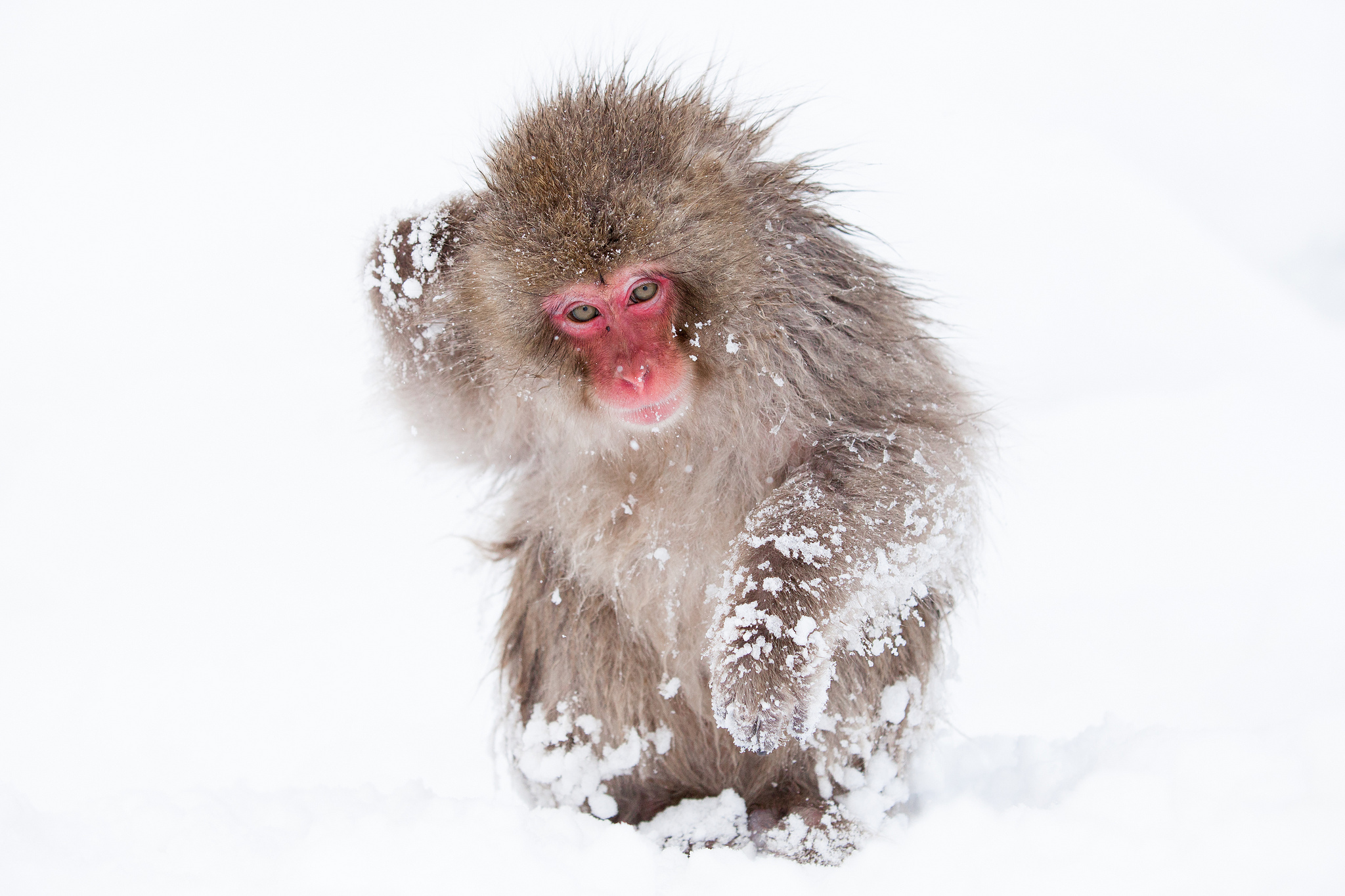 Japanese Macaque High Quality Background on Wallpapers Vista
