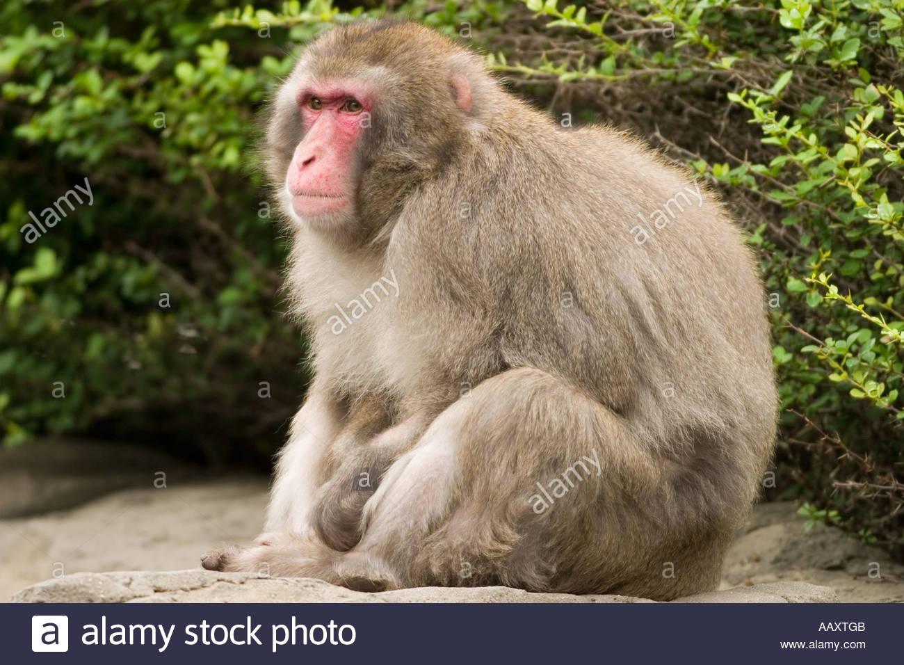 HQ Japanese Macaque Wallpapers | File 191.59Kb
