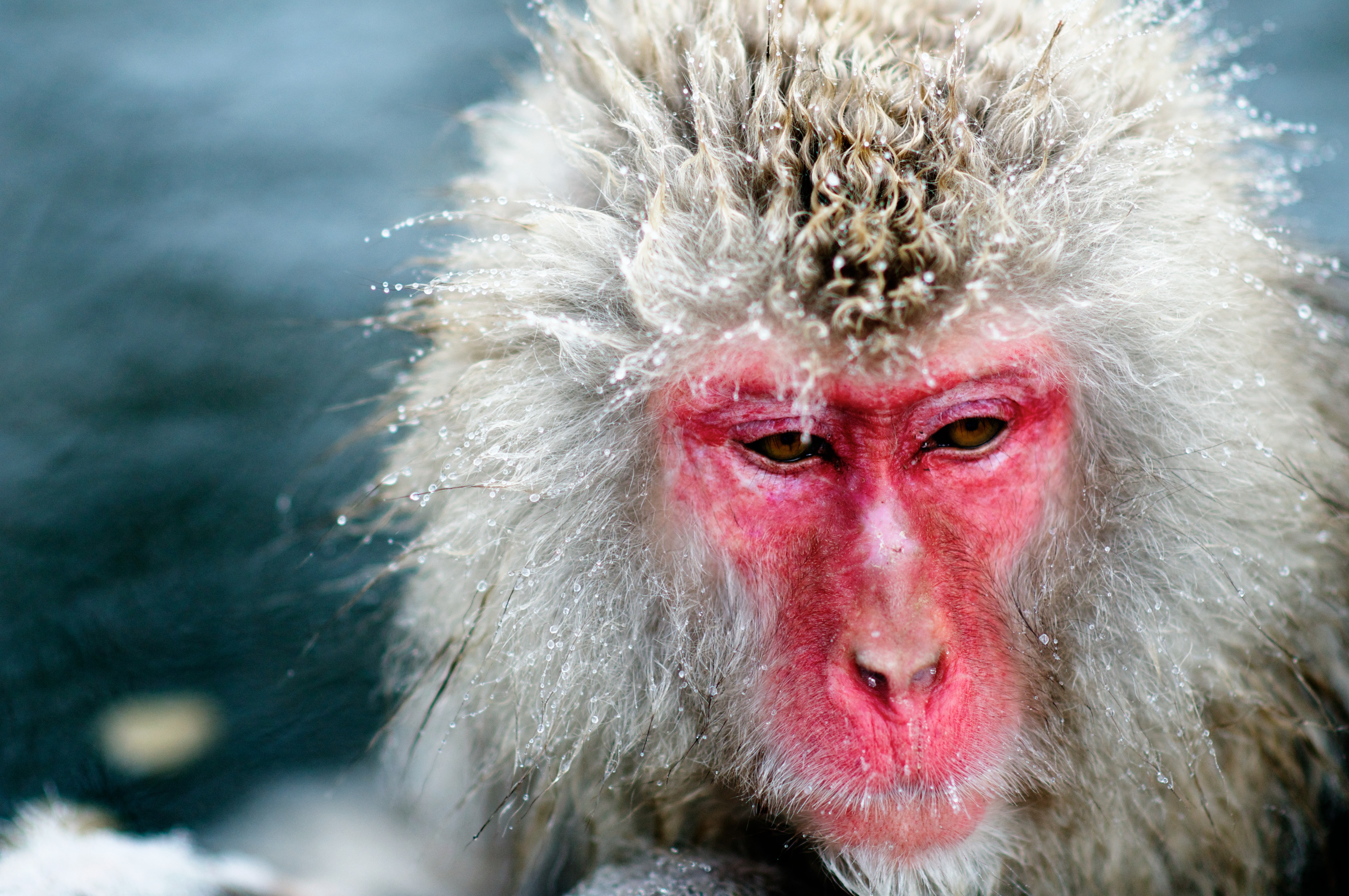 Nice wallpapers Japanese Macaque 4288x2848px
